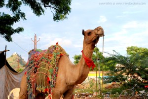 CamelSafari_Pushkar