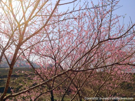 Sapa - Cherry Blossom