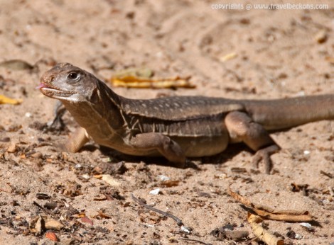 lizard farm mui ne