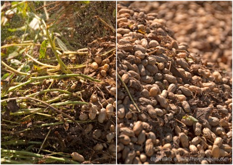peanut farm mui ne