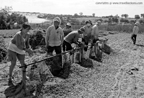 harvesting peanut, mui ne