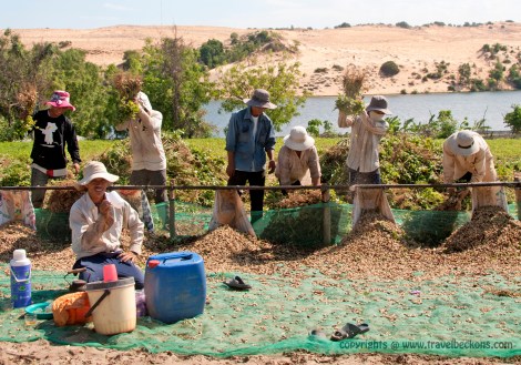 harvesting peanuts mui ne