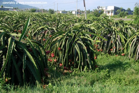 Dragon Fruit (Thanh Long) Farm