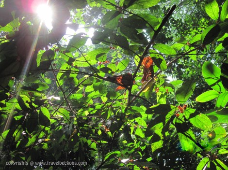 Trekking at Mount Ledang, Johor