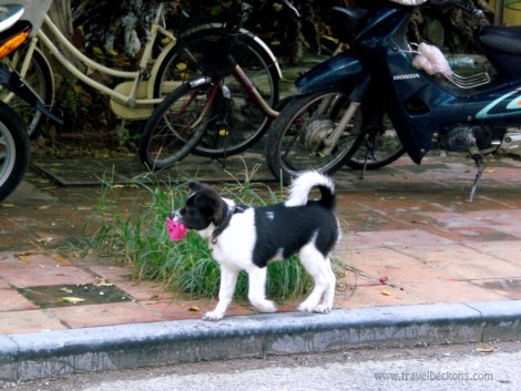 Stroll in Old Town, Hoi An