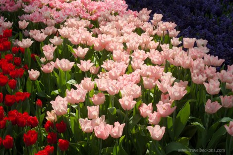 Tulipmania_SG_TB2
