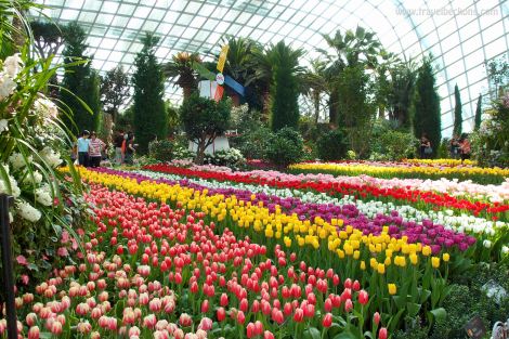Tulipmania_SG_TB5
