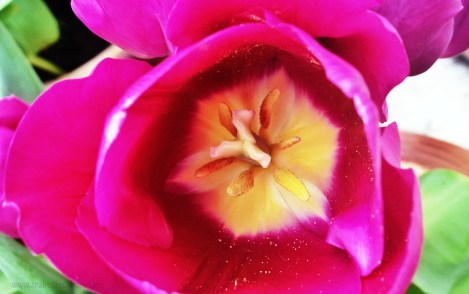 tulip_closeup