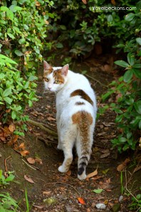 Osaka_TravelBeckons1