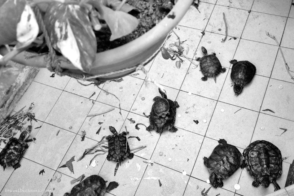 travelbeckons_kusuisland11