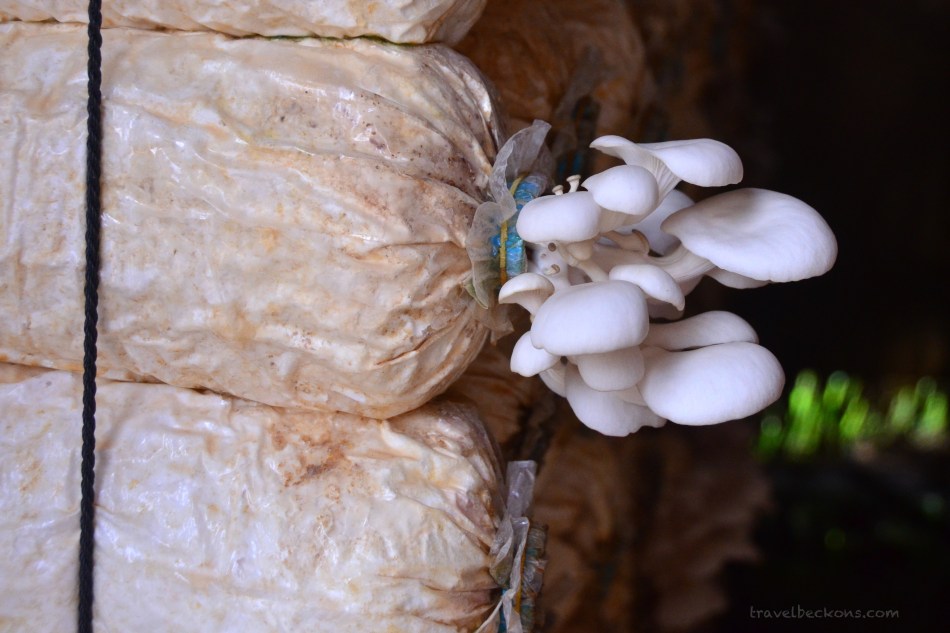 travelbeckons_battambang008