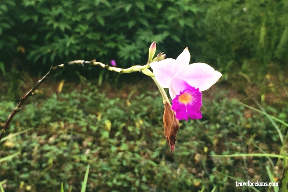 LoveMacRitchie_Singapore_TravelBeckons