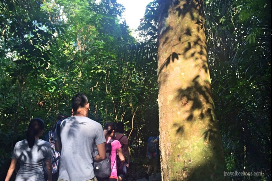 LoveMacRitchie_Singapore_TravelBeckons1