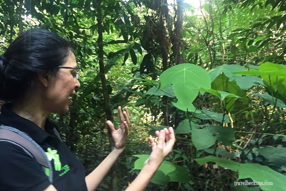 LoveMacRitchie_Singapore_TravelBeckons2