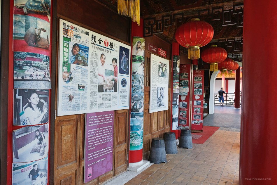 LiveTortoiseTurtleMuseum_SG_Travelbeckons