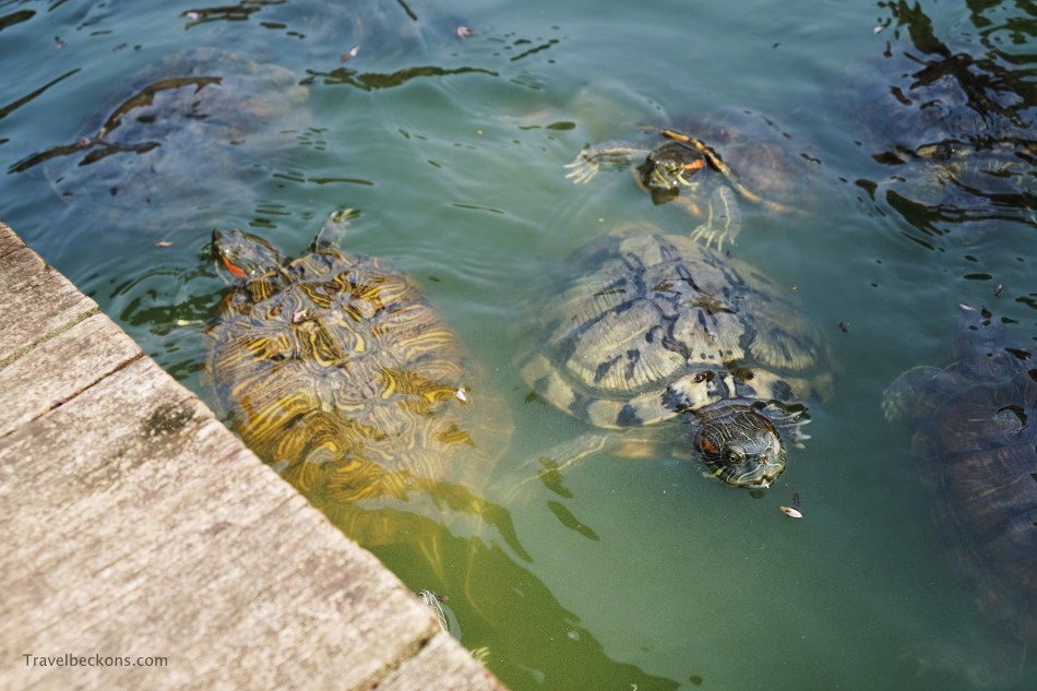 LiveTortoiseTurtleMuseum_SG_Travelbeckons11