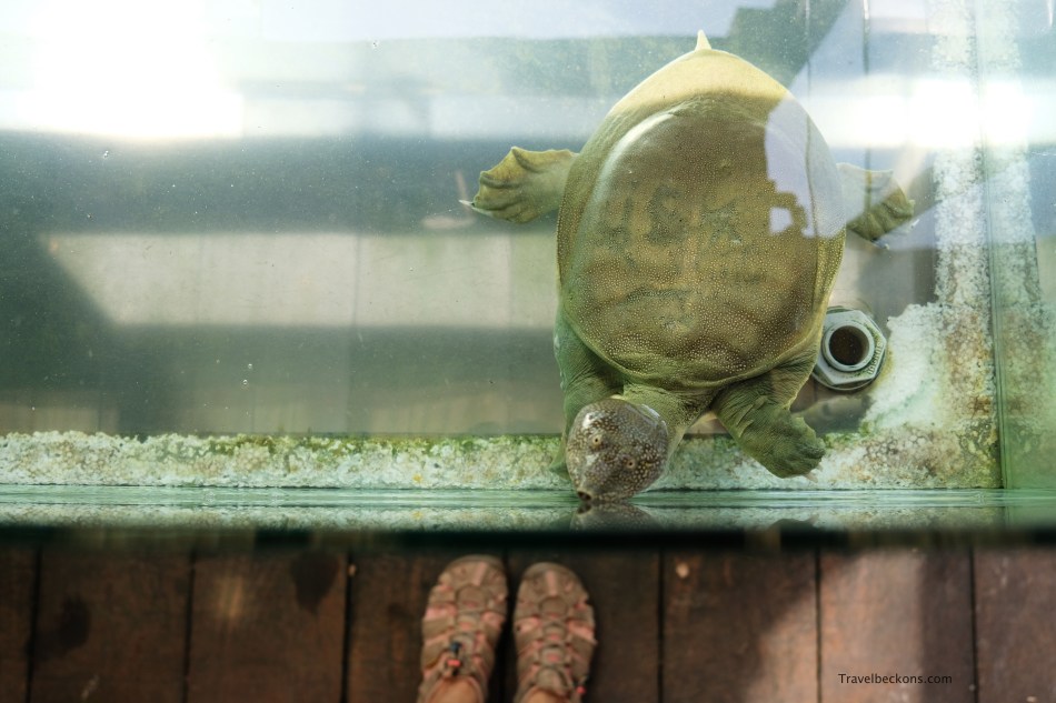 LiveTortoiseTurtleMuseum_SG_Travelbeckons12