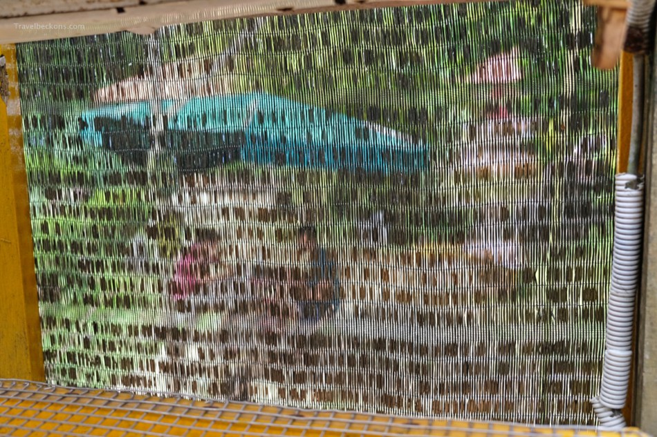 LiveTortoiseTurtleMuseum_SG_Travelbeckons15