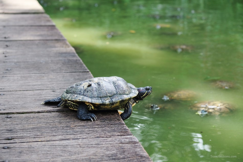 LiveTortoiseTurtleMuseum_SG_Travelbeckons16