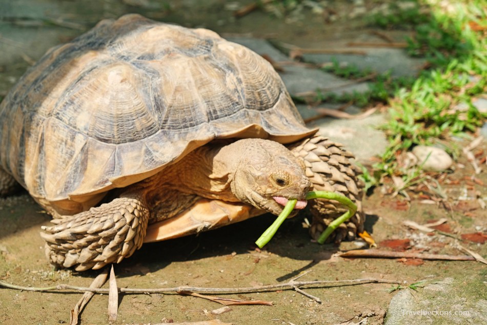LiveTortoiseTurtleMuseum_SG_Travelbeckons17