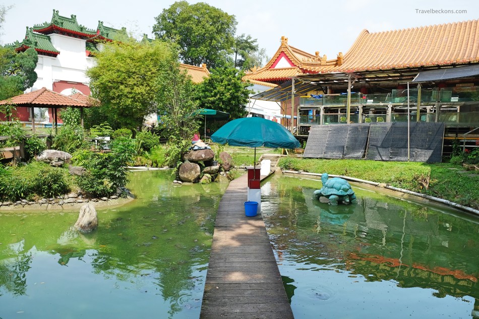 LiveTortoiseTurtleMuseum_SG_Travelbeckons21