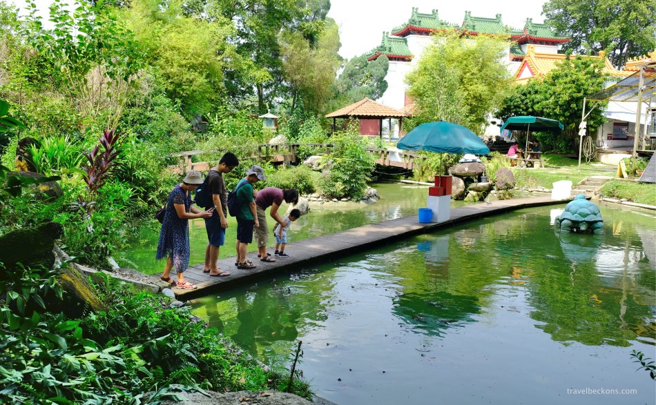 LiveTortoiseTurtleMuseum_SG_Travelbeckons8