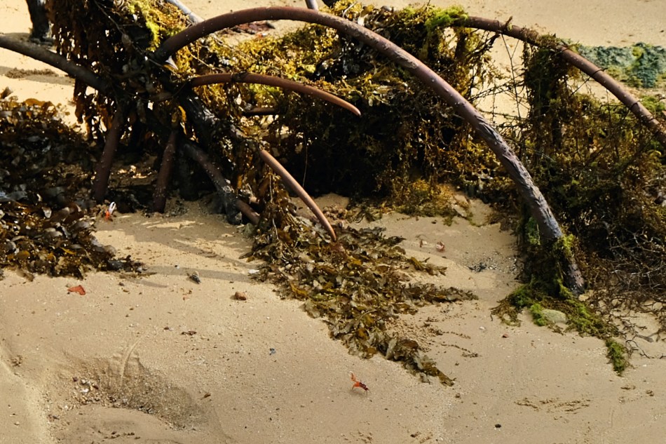 SouthernIslands_Tb12_crab