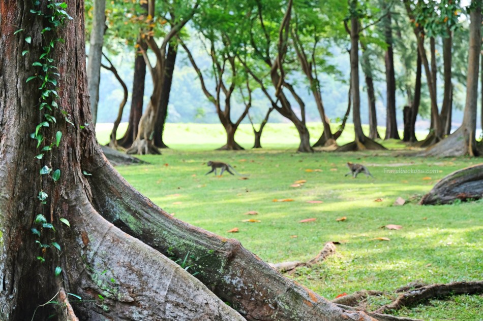 SouthernIslands_TB19