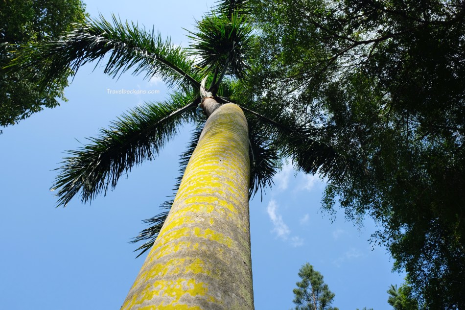 SouthernIslands_TB25