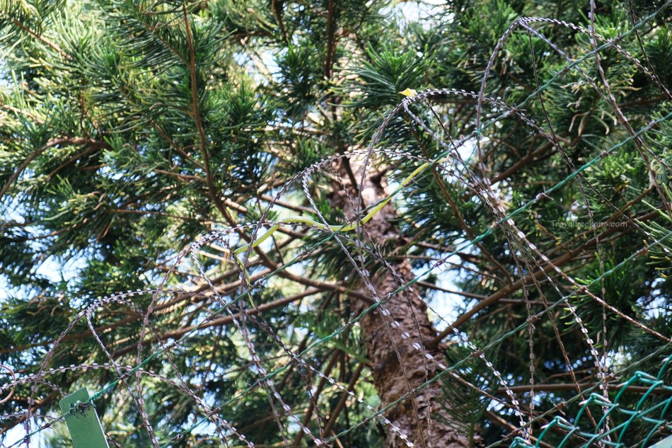 SouthernIslands_TB26