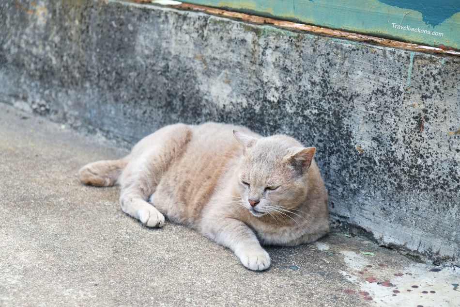 SouthernIslands_TB28