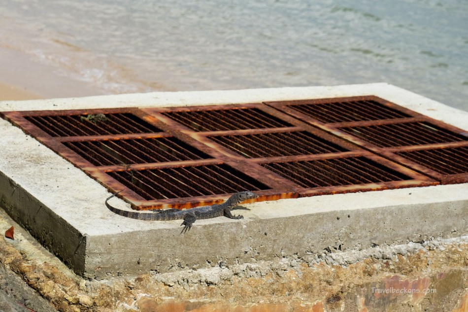 SouthernIslands_TB31