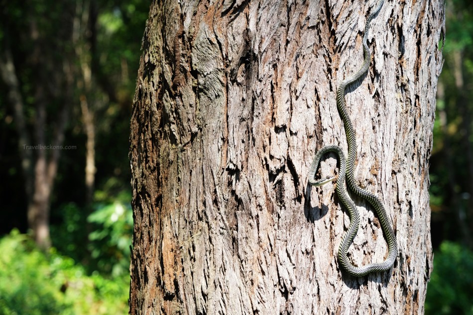 SouthernIslands_TB35